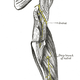 Illustration for article titled Can That "Pins and Needles" Feeling Result in a Dead Hand?